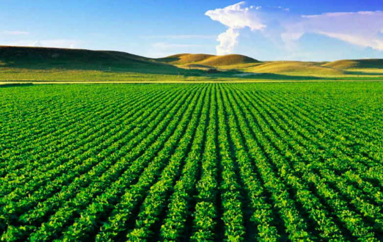 Cobertura vegetal e uso da terra